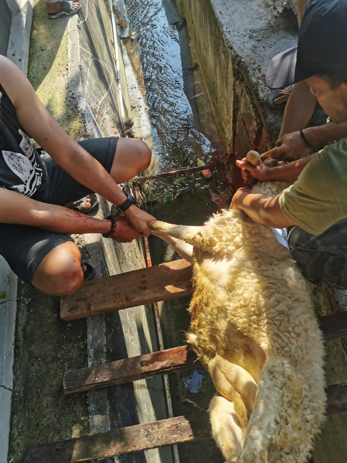 Penyerahan Kambing Kurban